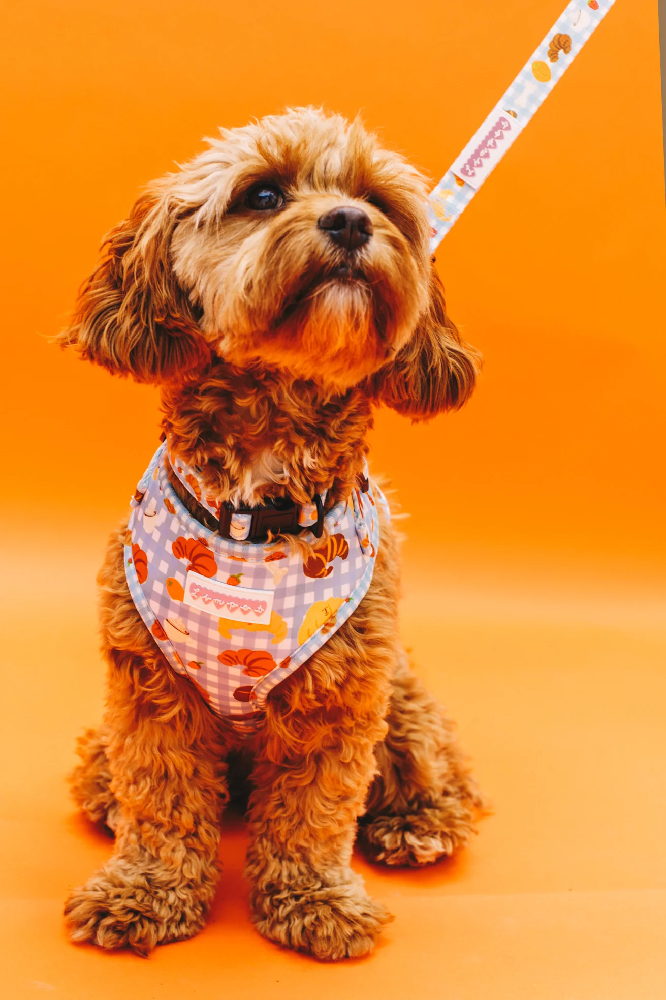Happy Croissants Pet Harness - Image 10