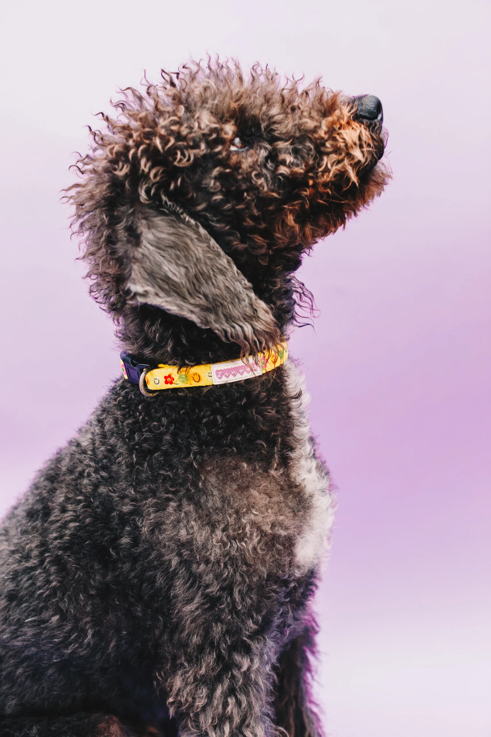 Smilies & Ballies Pet Collar - Image 4