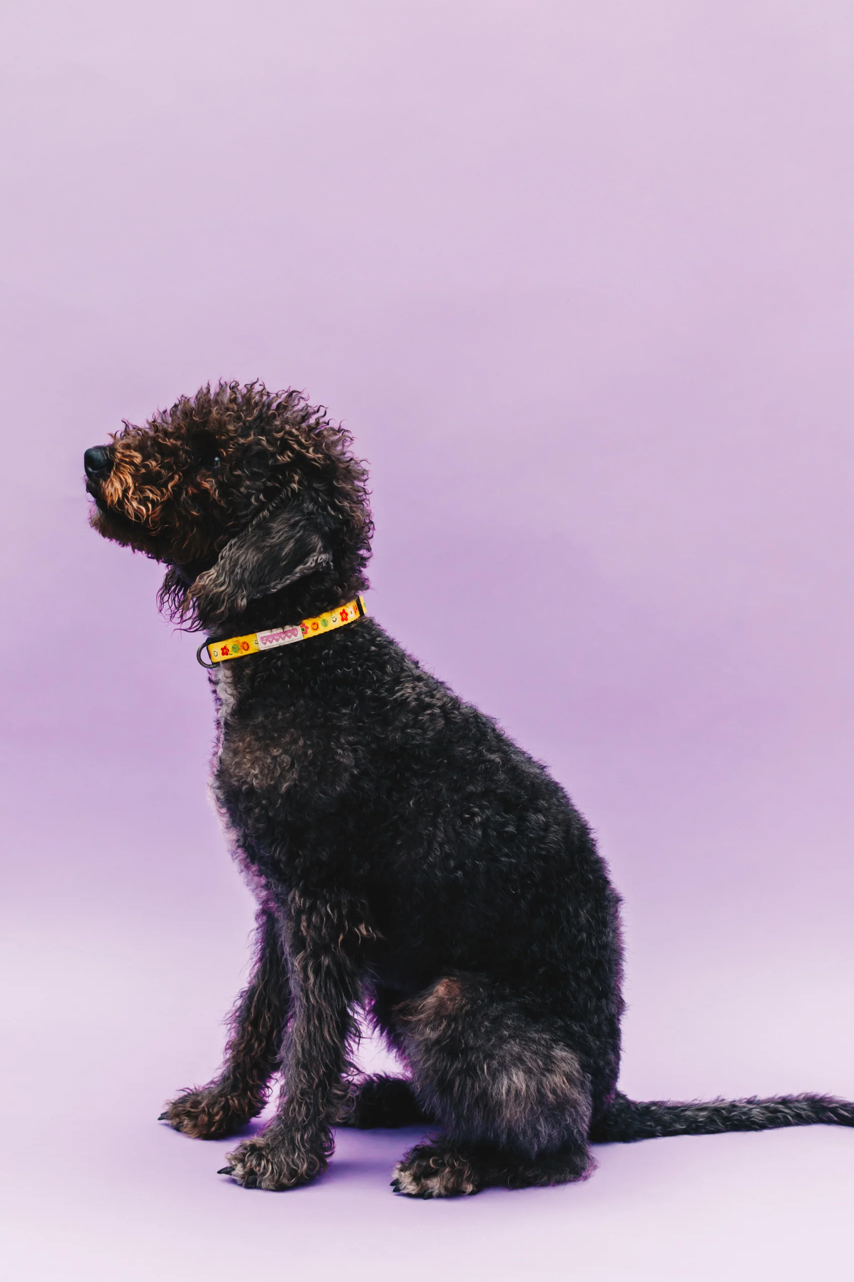 Smilies & Ballies Pet Collar - Image 8
